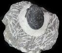Bargain, Gerastos Trilobite Fossil - Morocco #57612-2